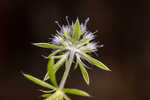 Fragrant eryngo